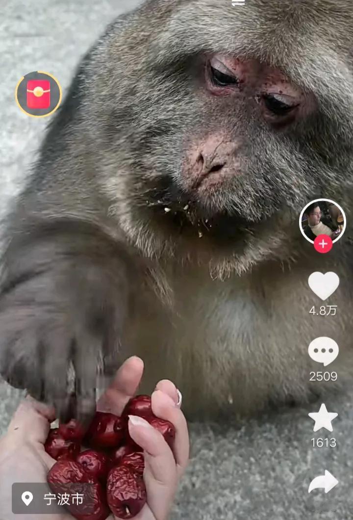 这个动物，我也不认识，发出来给大家看一下，有点像猩猩，主要是它真的能够听懂人话。