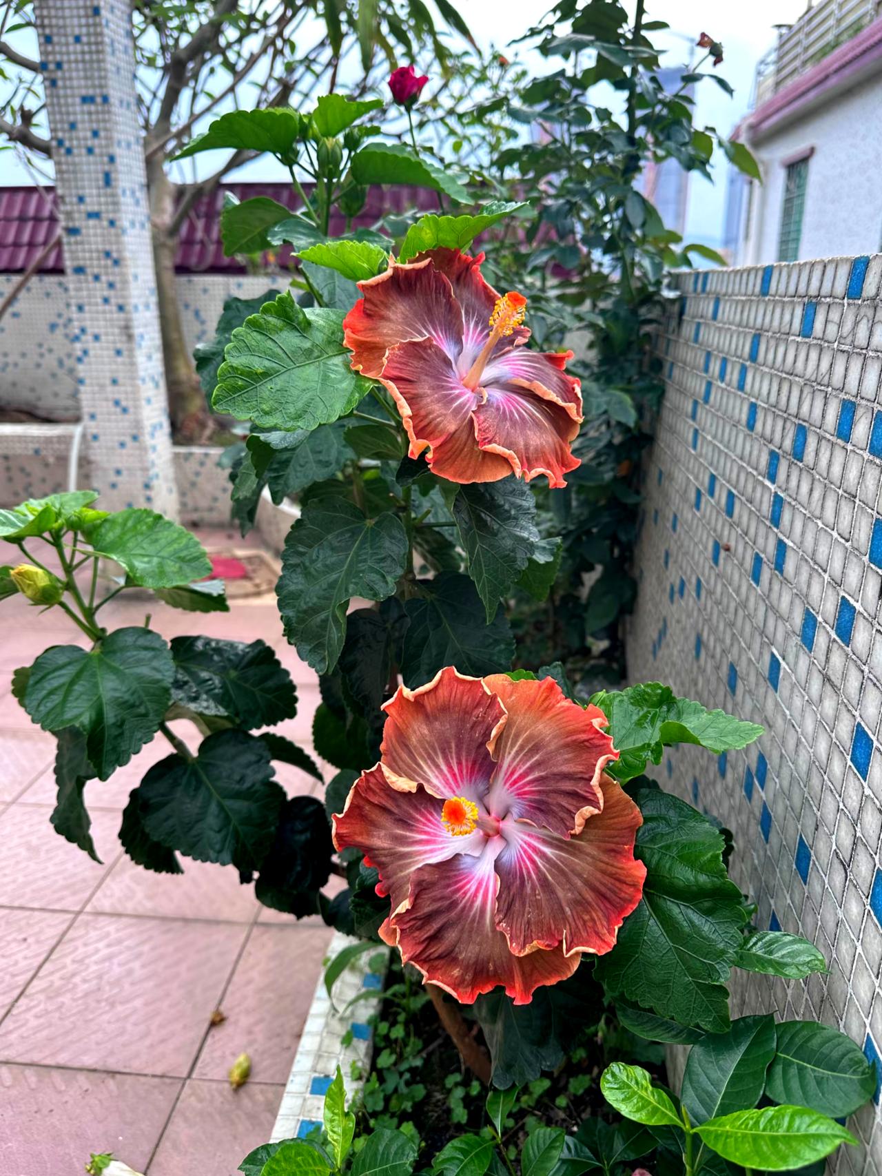 今天没事，来朋友家玩，看到她家院子里的这个花开得好美，忍不住拿起手机📱拍下，这