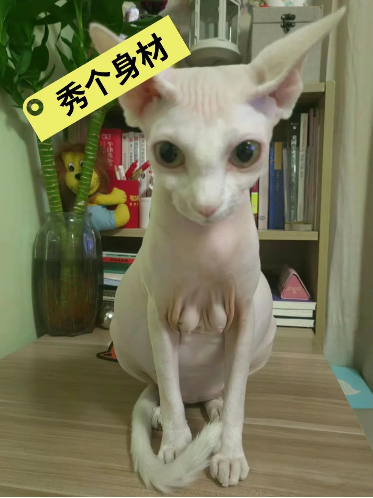 我真没虐待它，顿顿吃的是进口的狗粮和牛肉，伙食比我们家人都好，不知道为什么就是长