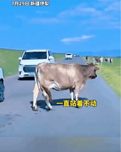 新疆伊犁，一条母牛站在路中间，挡住前行的车子。任凭司机摁喇叭、大声吆喝，牛就是听