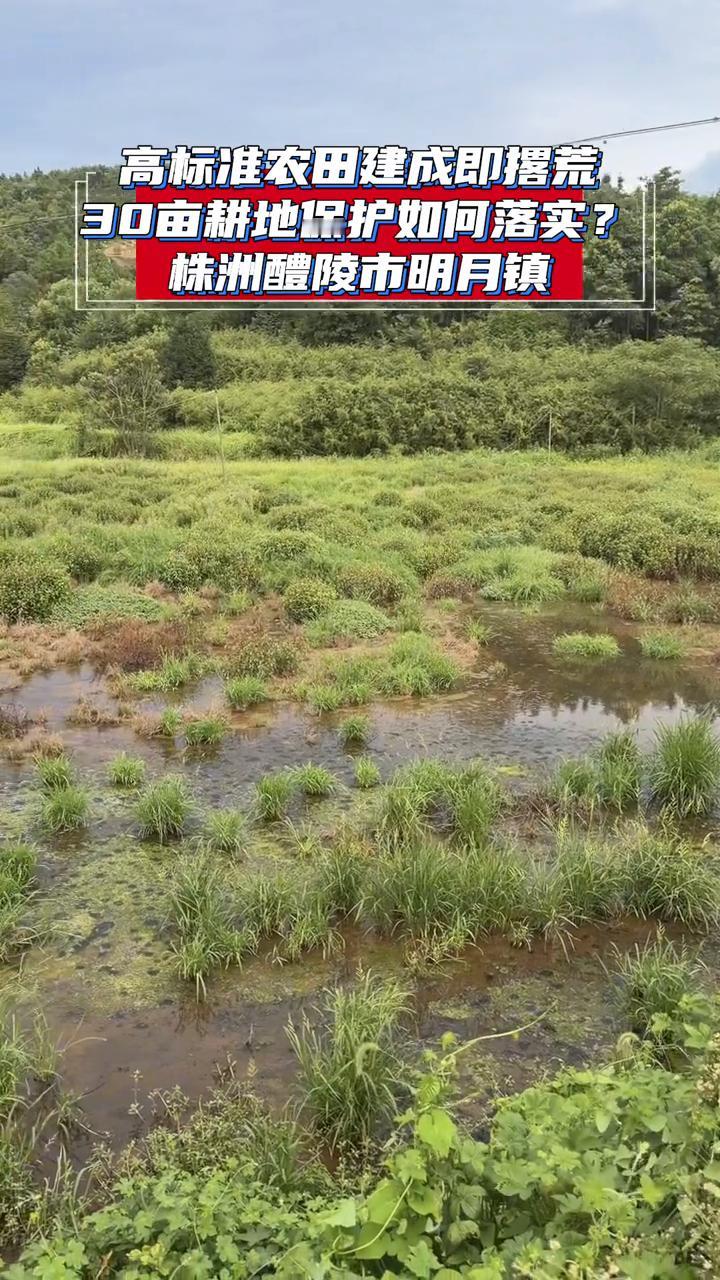 高标准农田建成即撂荒，30亩耕地保护如何落实？
株洲醴陵市明月镇。
明月镇陶家垅