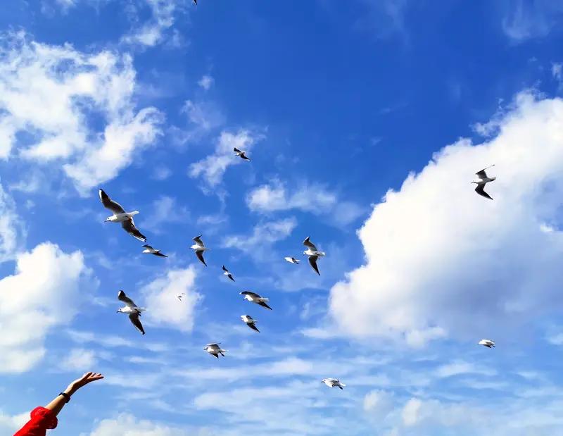 上联：海阔凭鱼跃，求下联天高任鸟飞