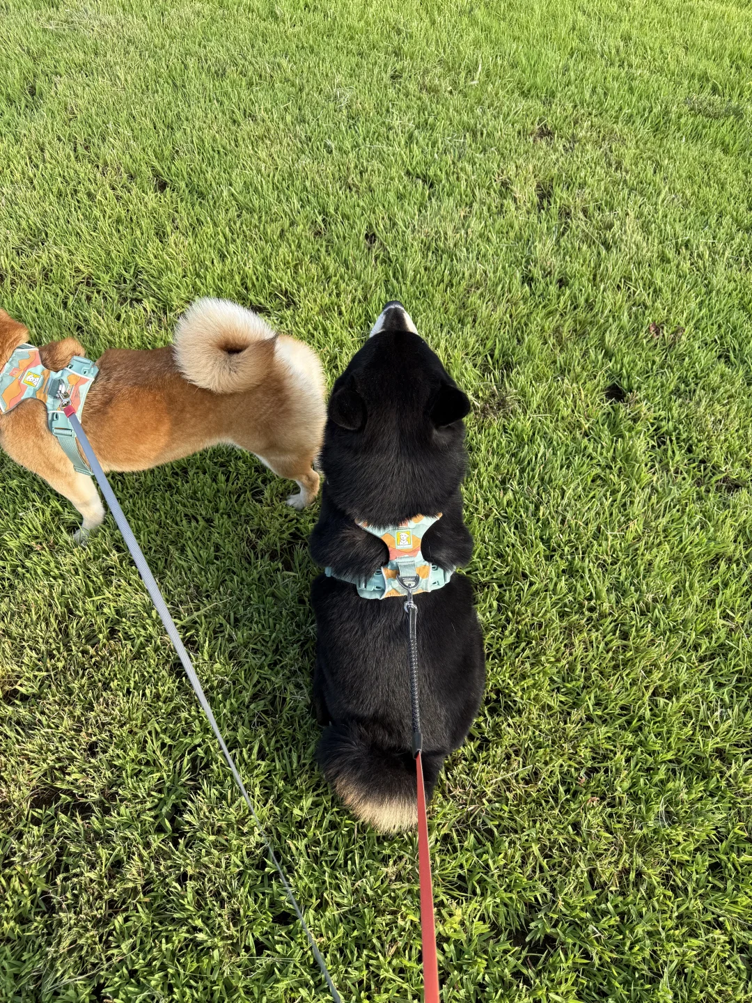 小狗减肥两个月，天塌了