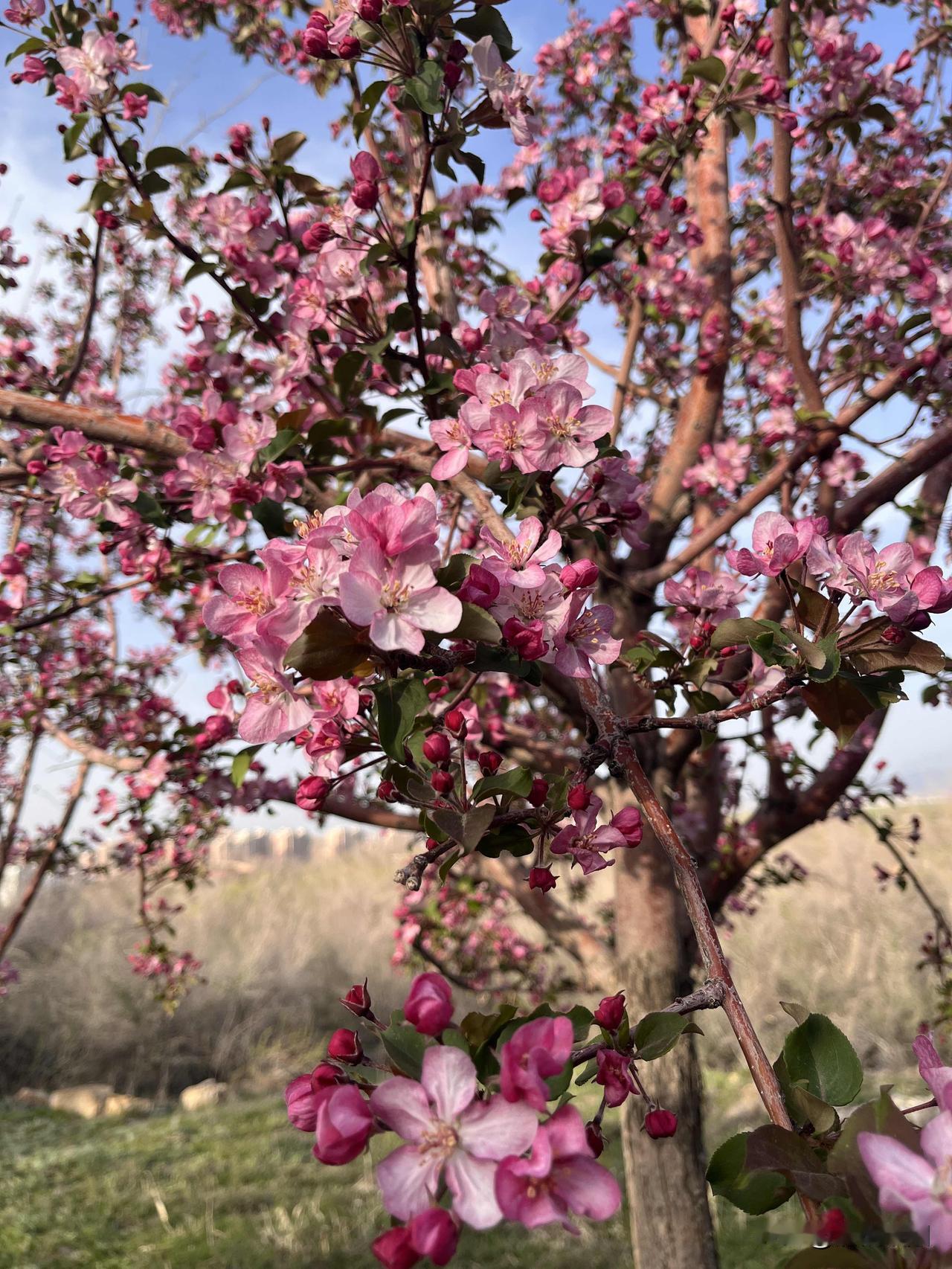 春之约
是与季节的相逢
绽放新的期待
花之美
是春最靓丽的色彩
让人心动

喜欢