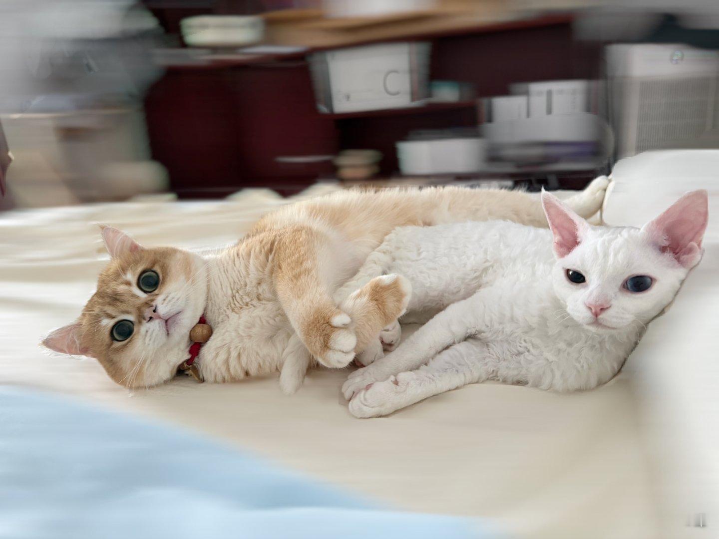 这两只猫额。。 