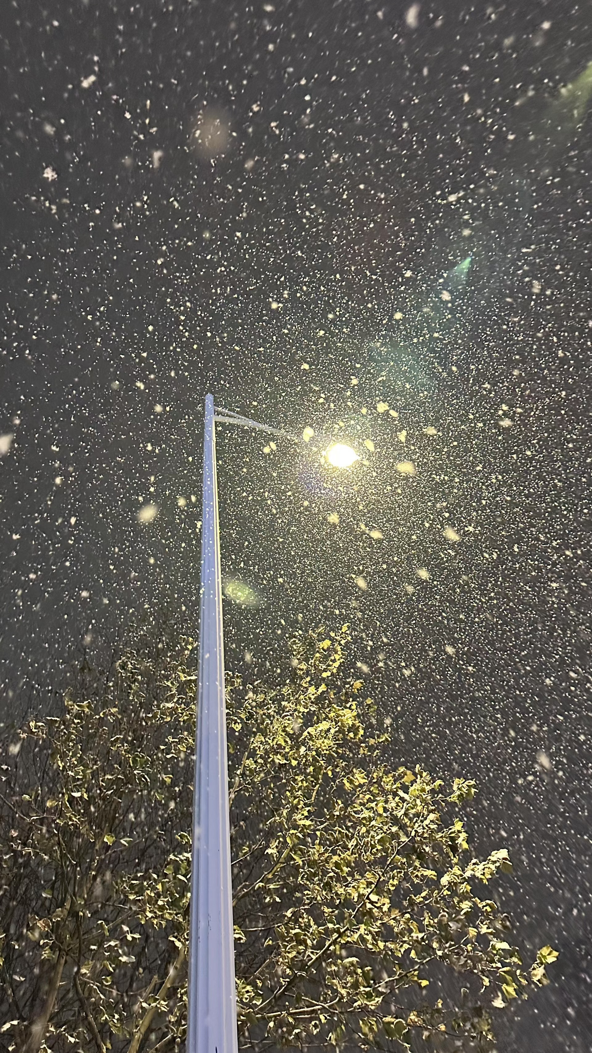 青岛的第一场雪❄️雪青岛