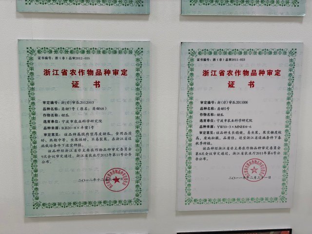 宁波育种专家培育甜瓜铺就甜蜜致富路 市农科院高级农艺师臧全宇深耕甜瓜育种20余年