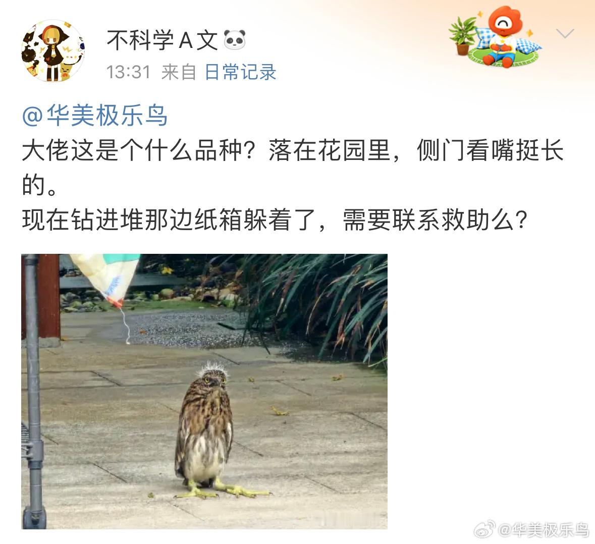 #鸟粉投稿# 花园里发现一只【夜鹭】宝宝头上的胎毛还没有换完孩子自己飞走了～ ​