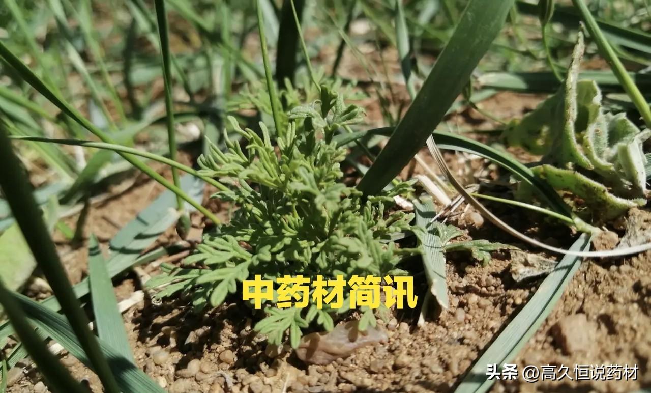 关注恶劣气候对药材的影响

目前南方部分区域仍多雨，且部分地区受灾严重，而北方也