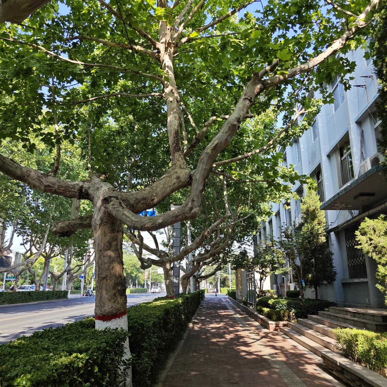 原本只是打算就近走走，可谁知刚走到一公交车站，恰好开过来一辆公交车停在了眼前。
