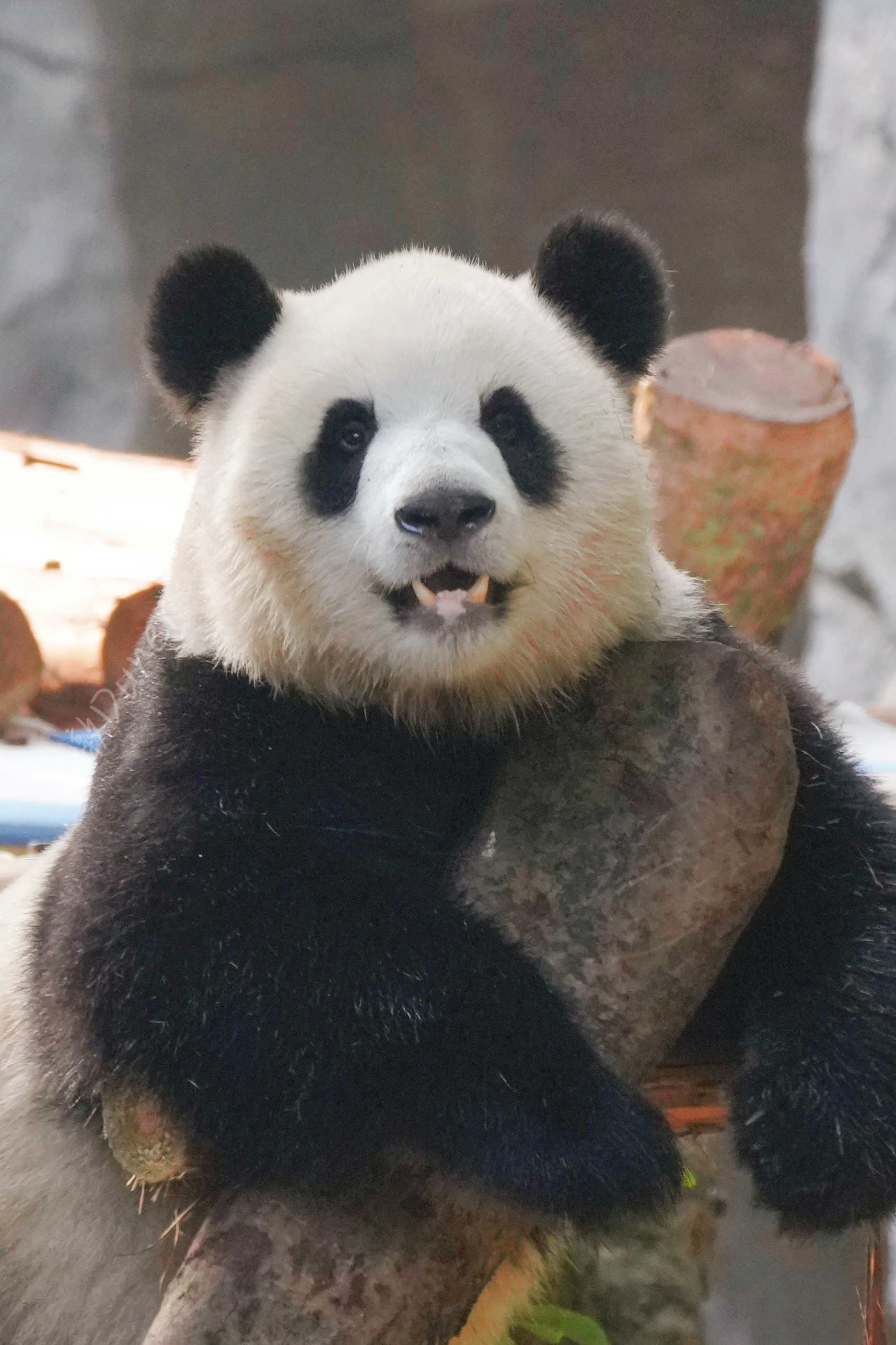 渝可宝贝四岁生日快乐！愿你三餐有鲜嫩竹笋，四季有柔软草地自在慵懒，熊生顺遂能有大