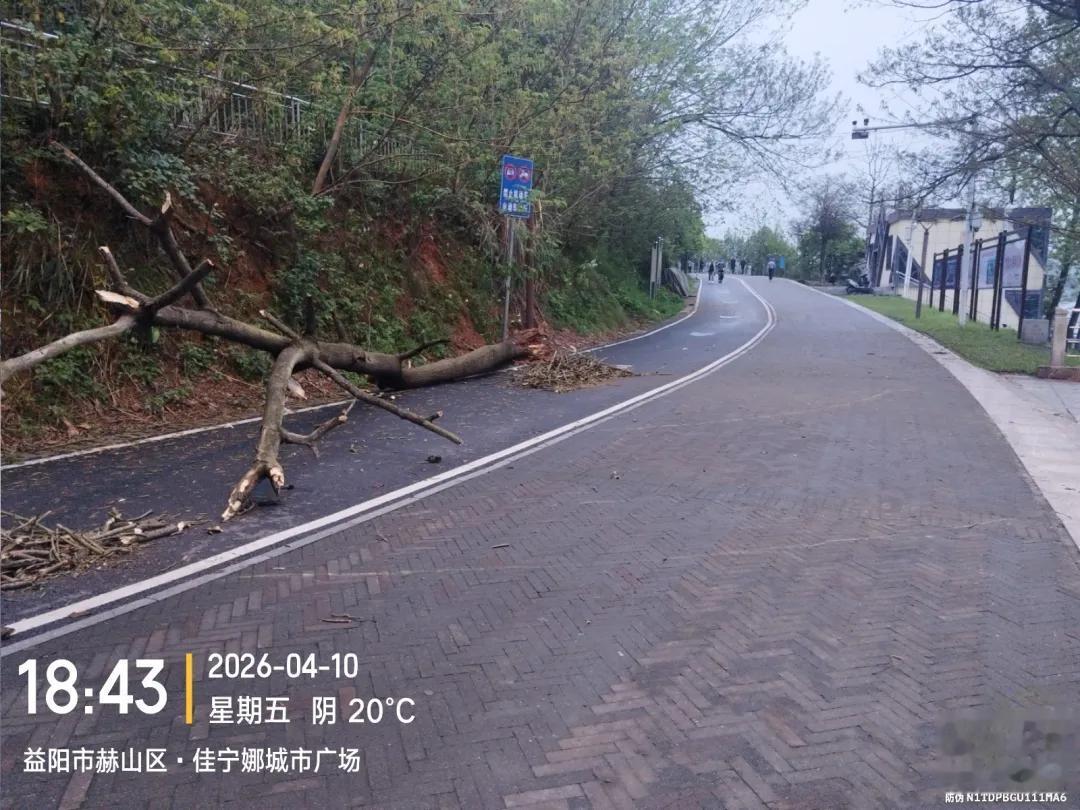梓山湖公园树木倒伏！多方合力快速排险