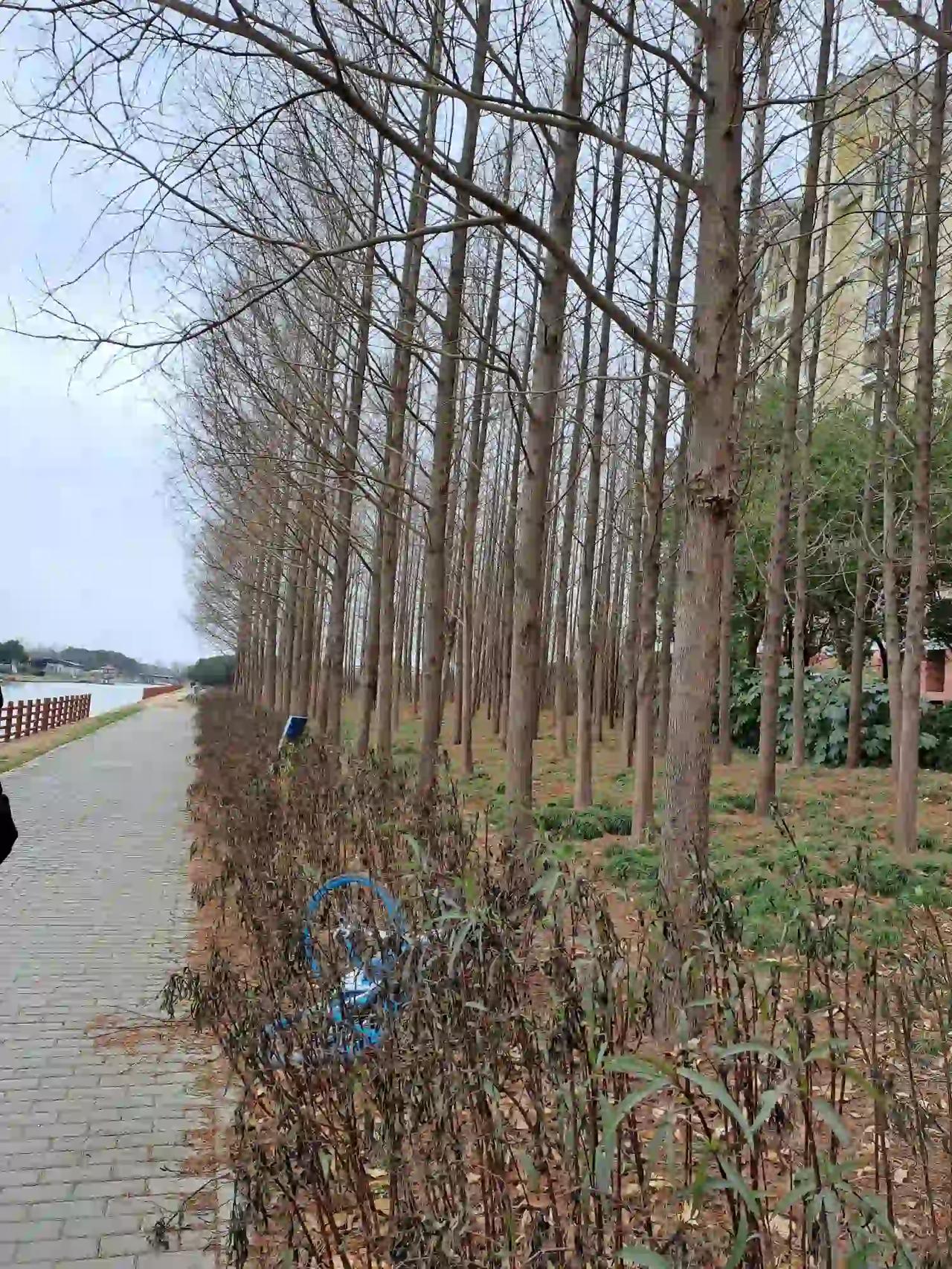 [微风][微风][微风][微风]新春快乐
雨欺弱柳千行泪
雪压老枝百叶枯
