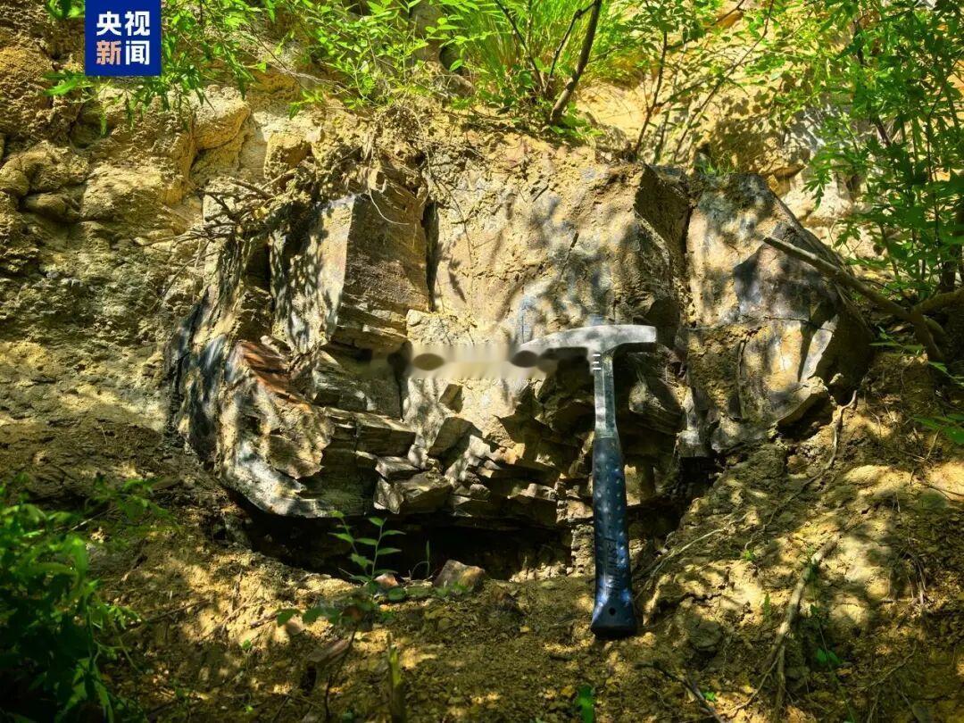 山西一地发现约2.95亿年前木化石 近日，山西省阳泉市郊区发现多株距今约2.95