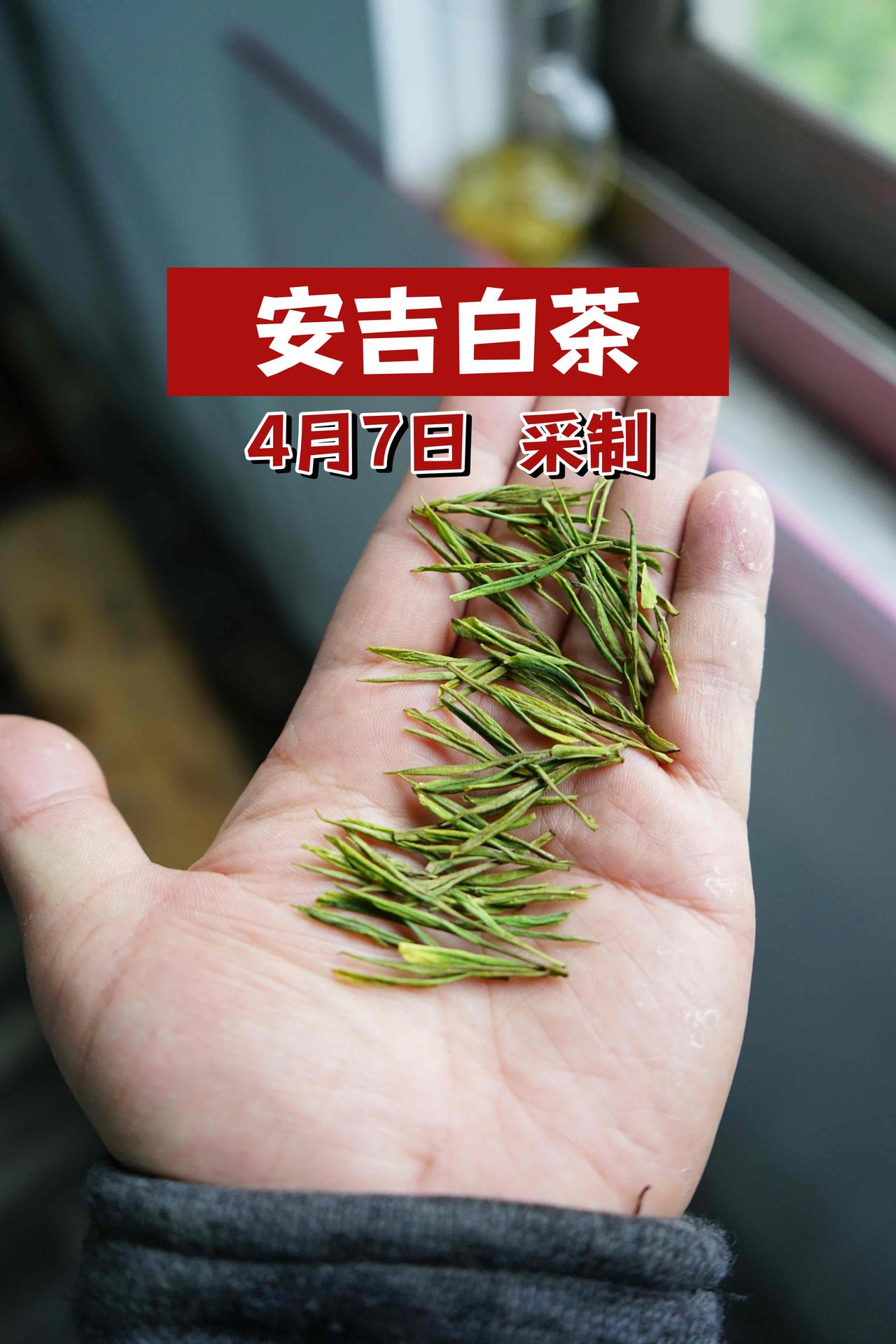 采茶结束了，开始卖安吉白茶🍵
❶这是我家4月7日采摘的安吉白茶，我已经足烘到位
