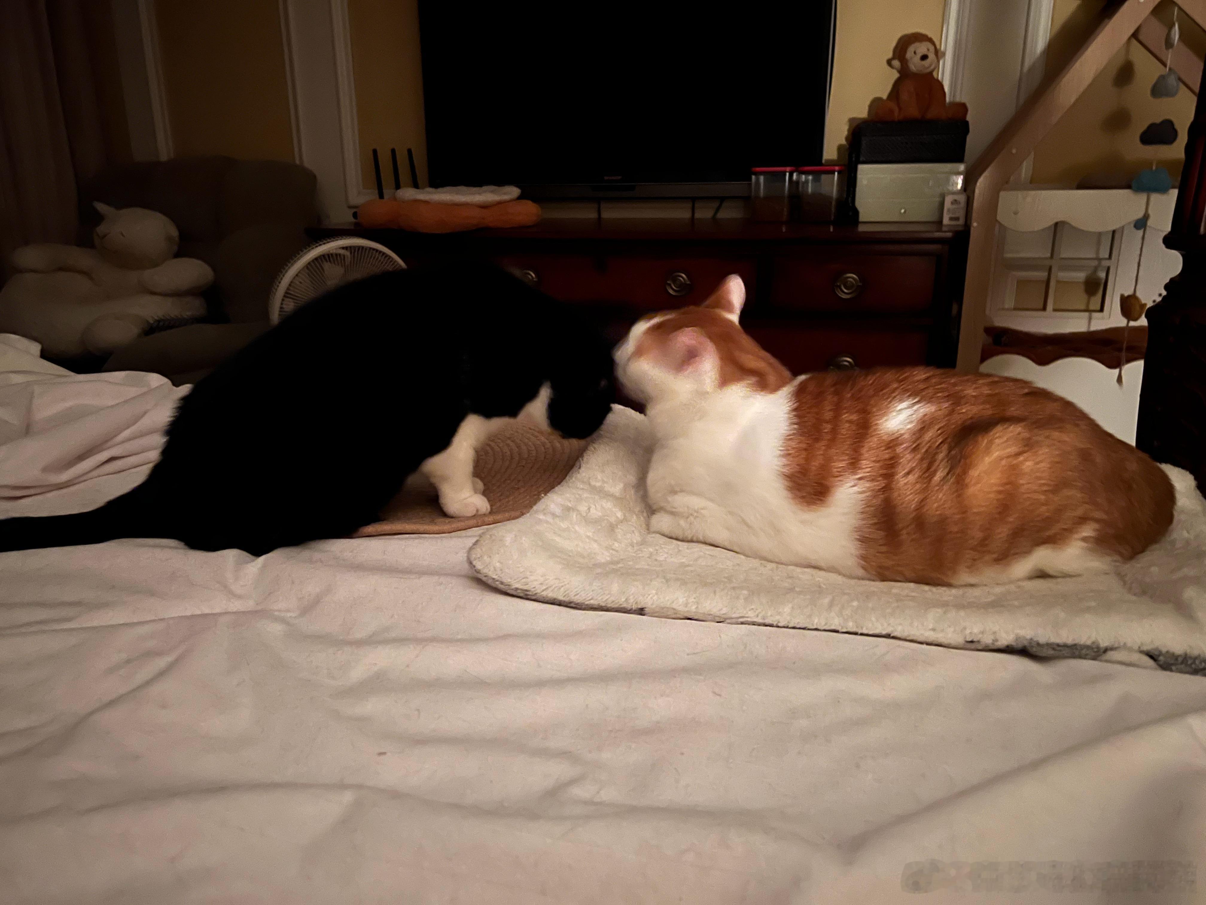 gege和二毛，猴猴和妹妹，合着这床上就我一个孤寡老人是吧[怒骂] ​​​