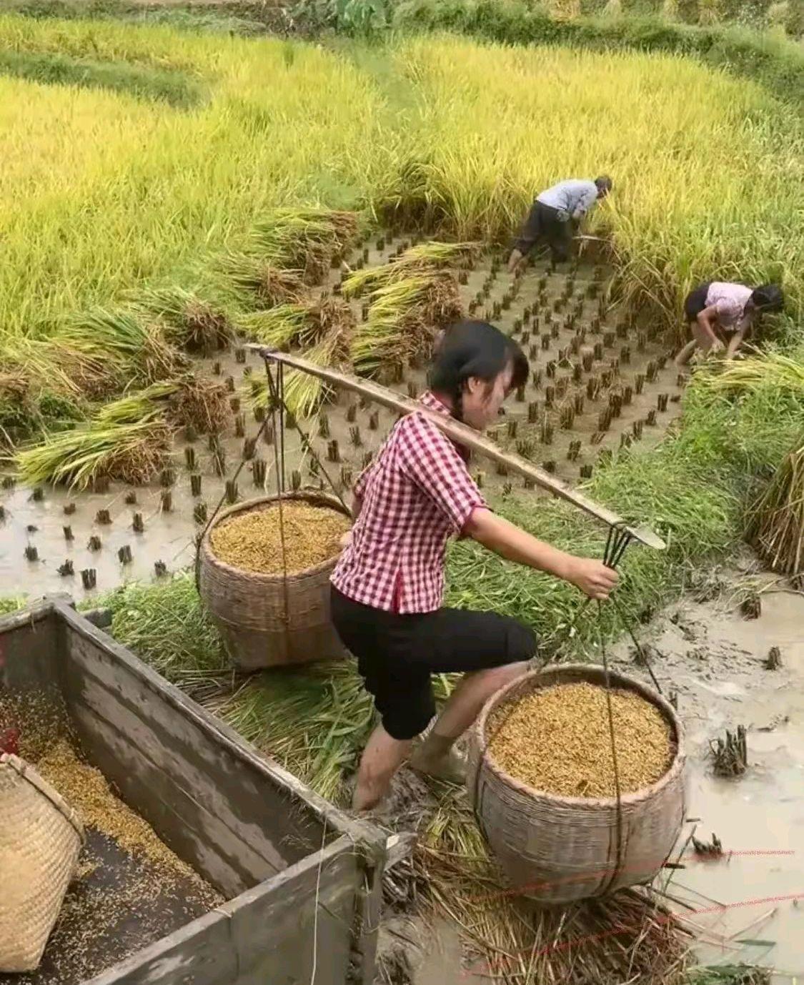 真没想到，现在会种地的农民也成了香饽饽。
3月12日，一媒体报道，河北一公司招聘