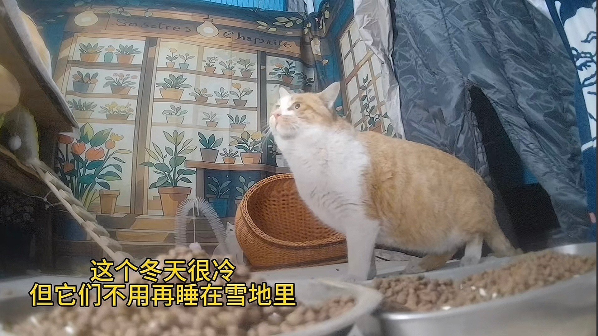 刷到这个，哇，原来我有好多同路人。零下18度，猫咪们有了温暖的驿站。坏的是人，好