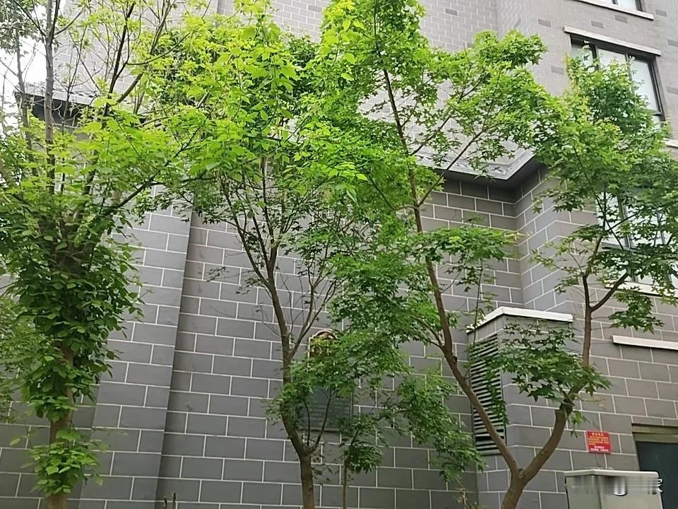 一直以来，我该咋证明给我打电话自称为“催收”或工作人员的身份这个问题延续了十多年