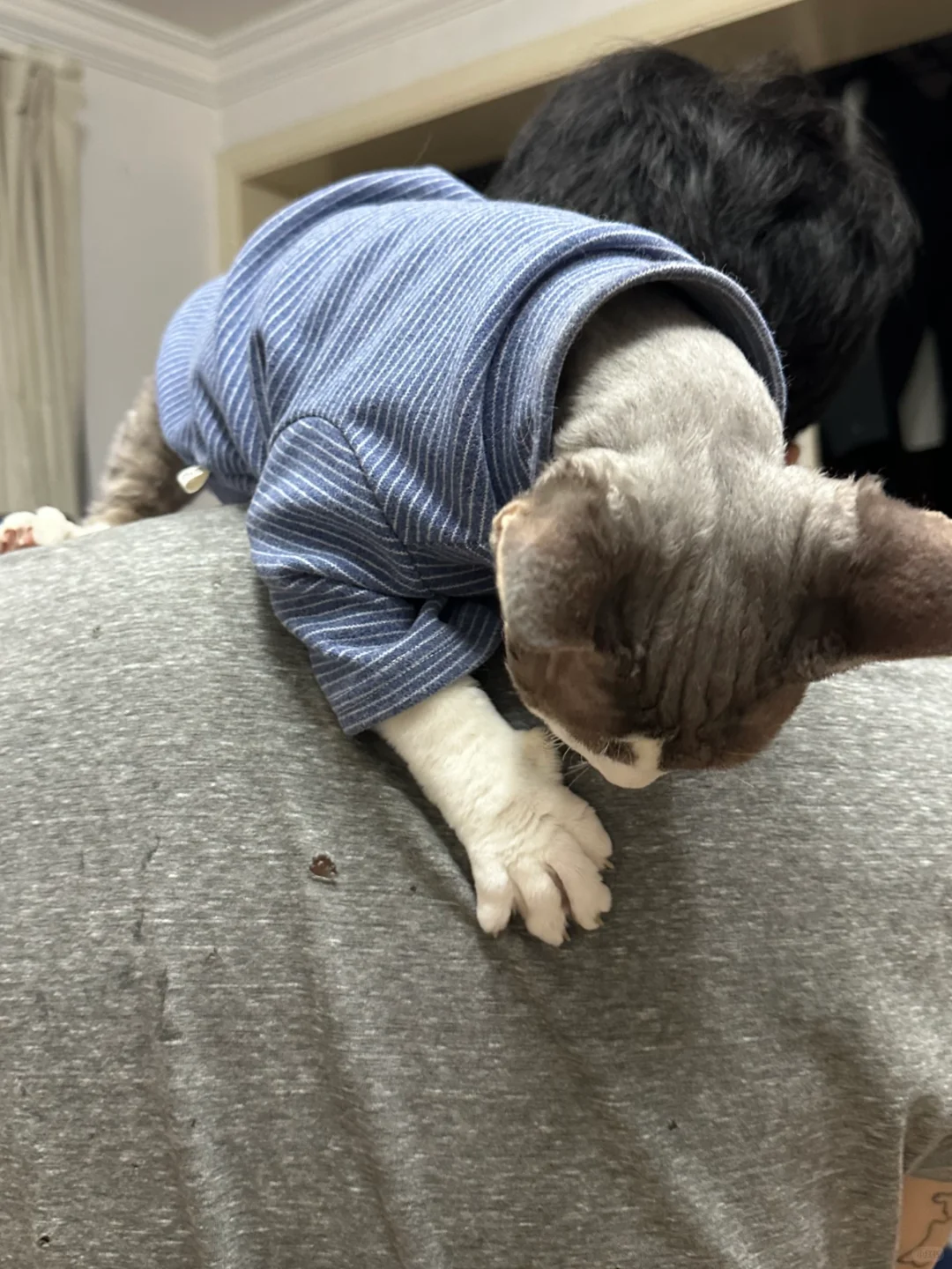 养德文吧 衣服全都抠出破洞的那种