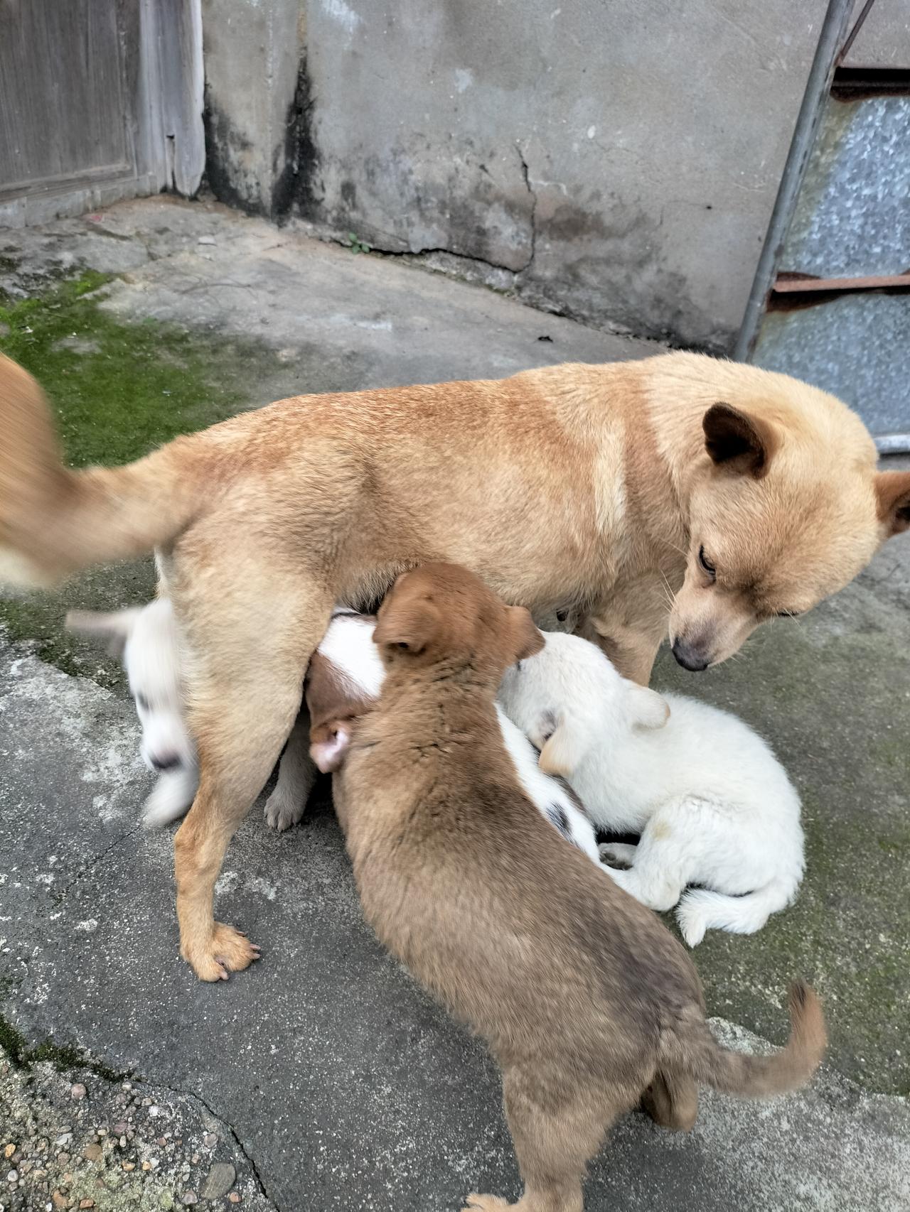 那么多小狗崽怎么卖，多少钱一只啊？邻居的母狗生了五只小狗崽，但是每天住在我家里，