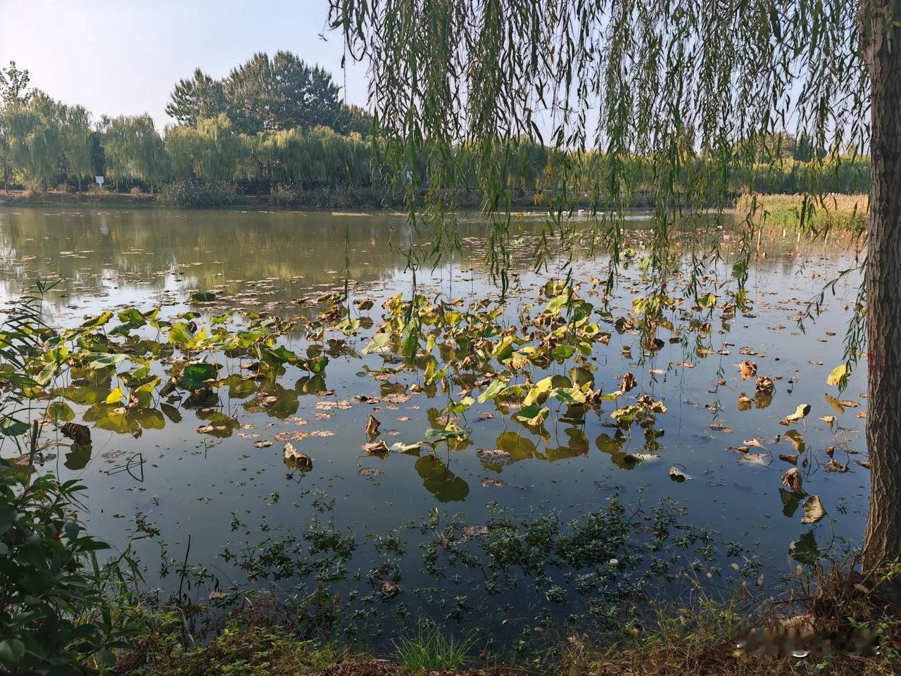 静境悠赏
疾驰难观路边景，缓行方听鸟啼清。叶浮水面慢流轻。柳垂河岸静，无风自安宁