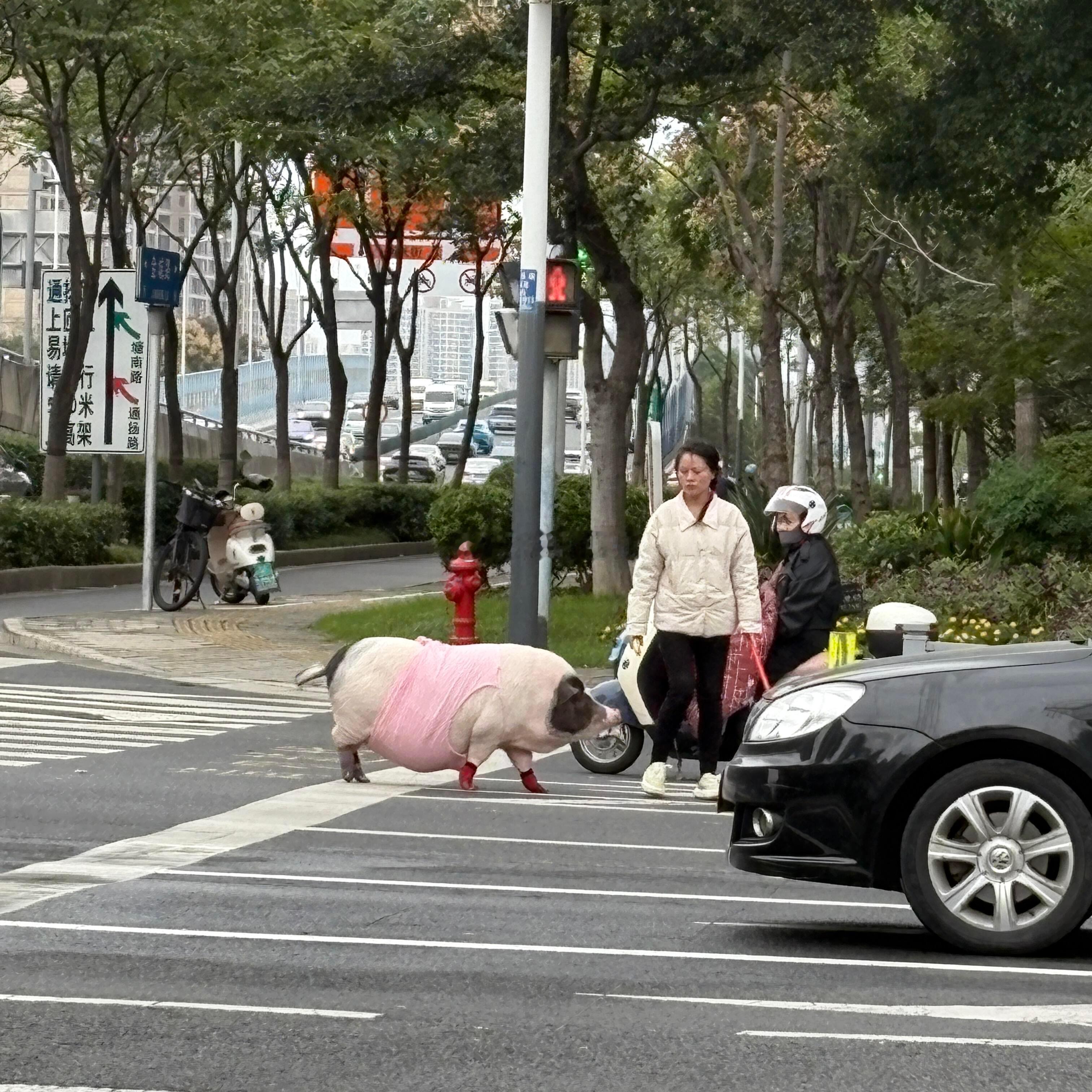 第一次看见有人溜猪 无锡也太超前了吧，第一次看见有人溜猪🐷的 ​​​
