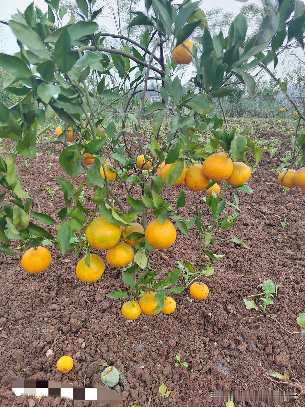 接上
上联：人不可貌相
下联：才不可斗量
才指“才华”与人的外貌形成对应，强调不