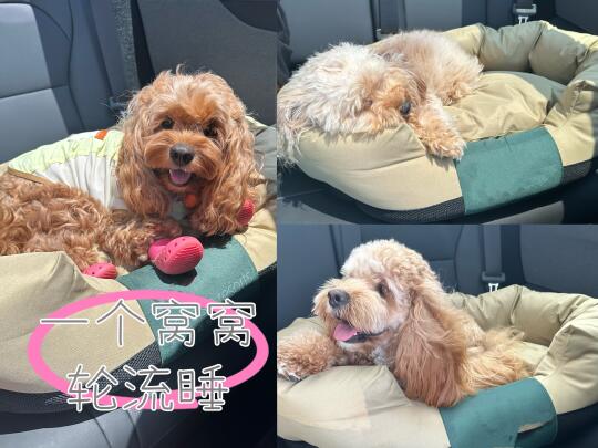 小狗专车有小狗专座