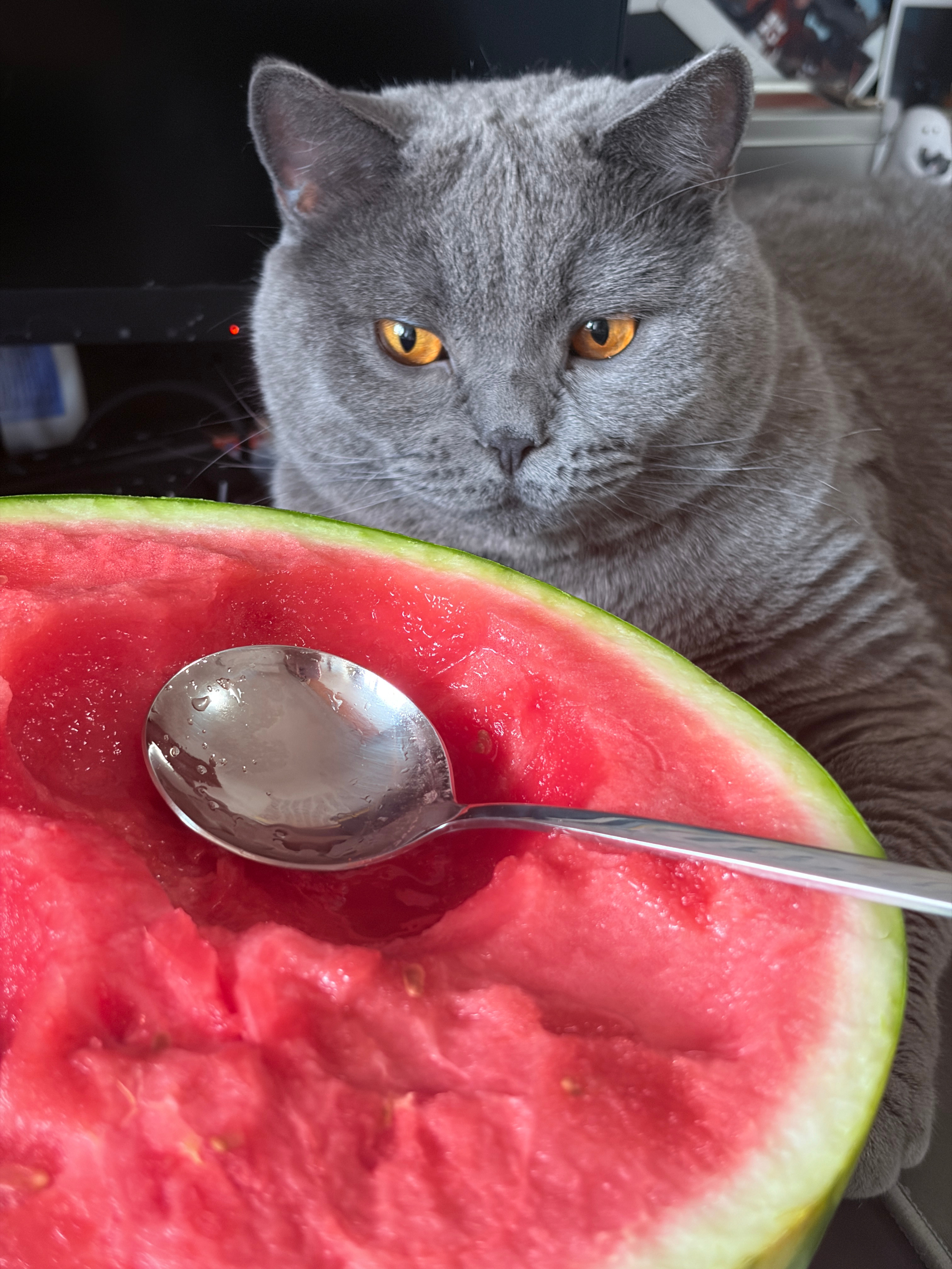 夏天西瓜和猫 