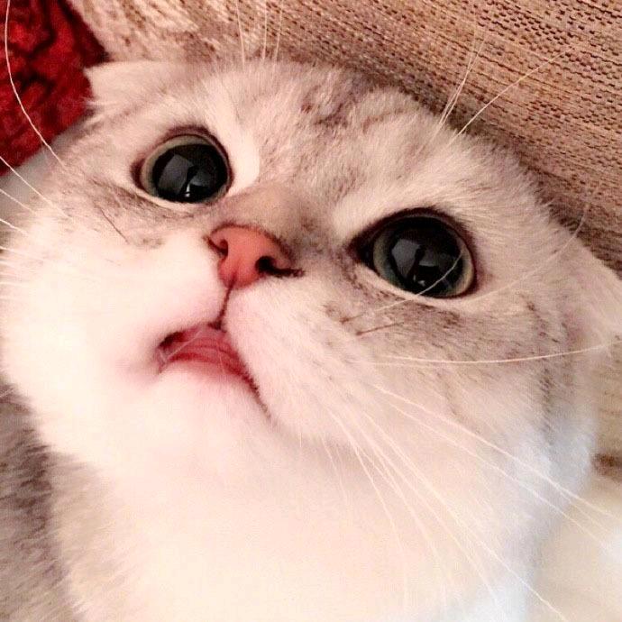 琳小喵萌宠