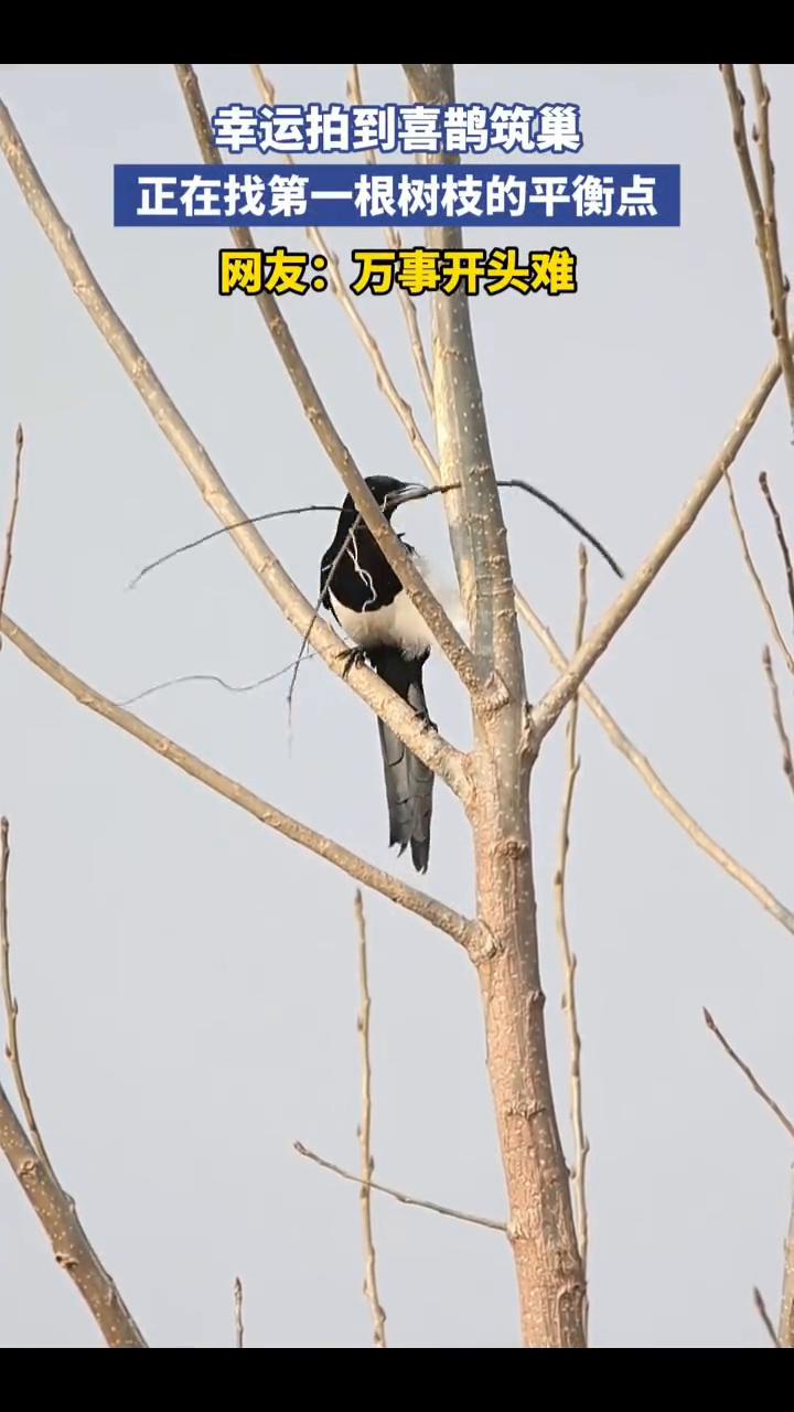 幸运拍到喜鹊筑巢，正在找第一根树枝的平衡点。网友：万事开头难。
2月12日山东。