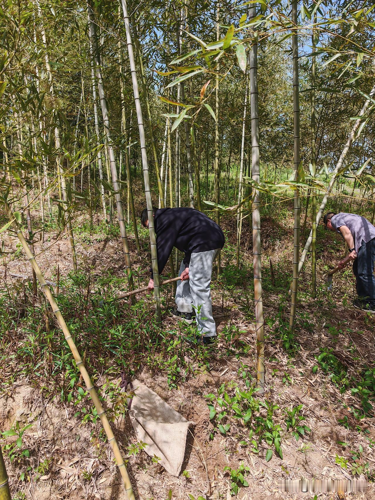 今年春笋收购价是六毛钱一斤，你们城里卖多少钱一斤呀？清明时节，最宜带孩子踏青，顺
