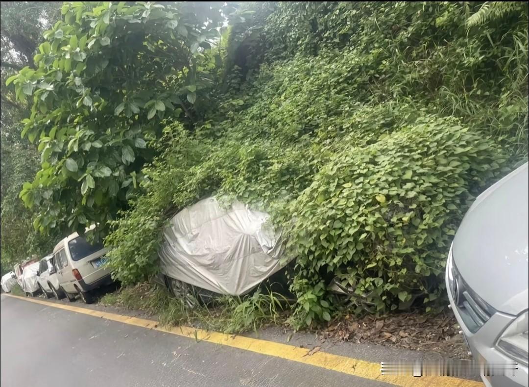 国庆长假了，广东打工的老少爷们也该把车启动一下了，都长草了[捂脸]

国庆 一年