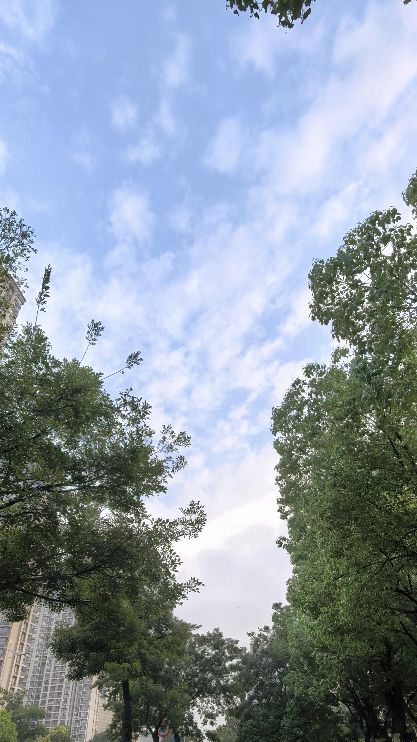 雨后，地面还是湿的，树叶还在滴着水，天色看起来已经晴朗了。又将是个闷热的一天～早