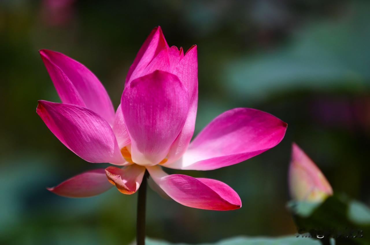 时至立秋，意味着夏尽秋来，金风渐至。三亚南山文化旅游区内的荷花仍在艳阳下争相开放