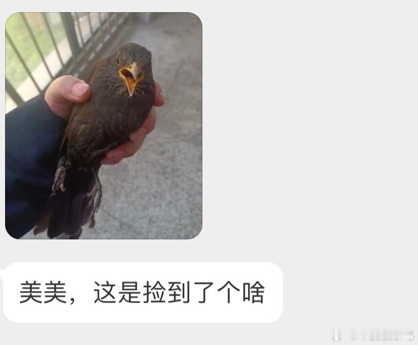 捡到了一只定时炸弹[开学季]鸫鸫它呀，已经开始生气了呢！ ​​​