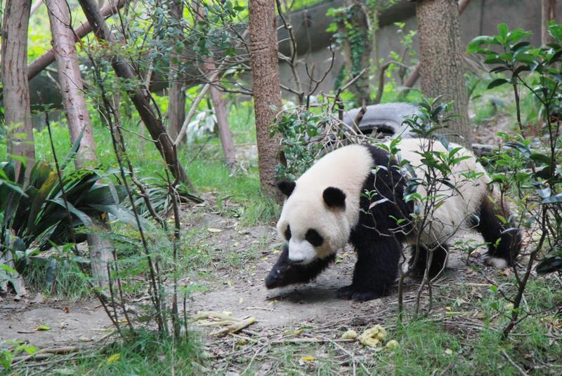 为啥熊猫只有中国有呢？其实以前熊猫分布可广啦，800万年前东亚、东南亚都有它的身