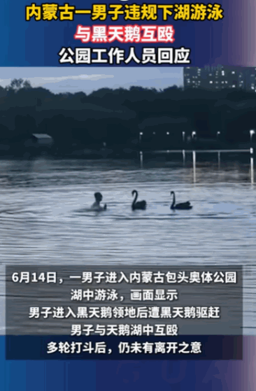 太离谱了！内蒙古包头，一名男子光天化日之下，竟在公园的湖里和一只黑天鹅上演了一场