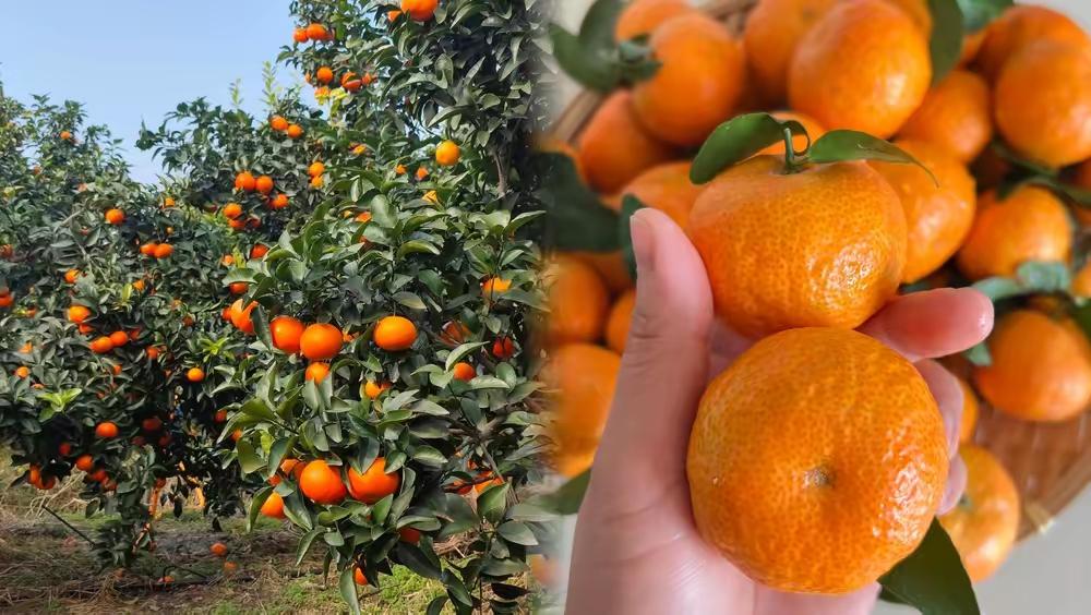 街边卖的砂糖橘，十块钱就能拎回一大袋，这价格实在太诱人了。可真买回家咬开之后，汁