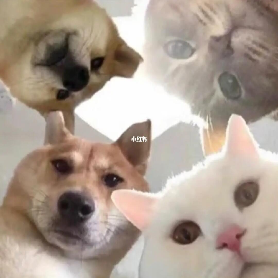 分享些有趣的表情包～