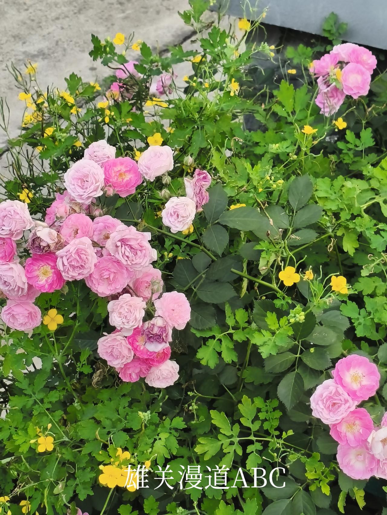 中心大街上的月季花，虽然都在屋檐下大路旁，有人欣赏、无人欣赏都照样光彩夺目，芬芳