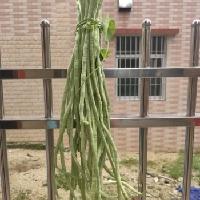 我在楼上房间收拾东西，突然，听到楼下有人在喊：有人在家吗？

“有！”我一边应着
