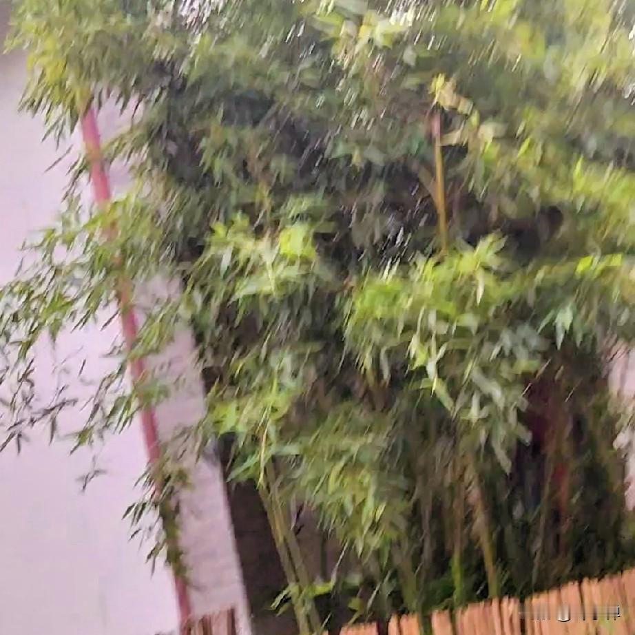 不羡鸳鸯不羡仙，七夕微雨跑步人。11.57公里跑过，平均配速6'55''，平均心