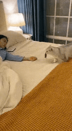 笑不活了！这猫简直是“知恩图报”的典范，抓了老鼠自己舍不得吃，巴巴叼给主人求夸奖