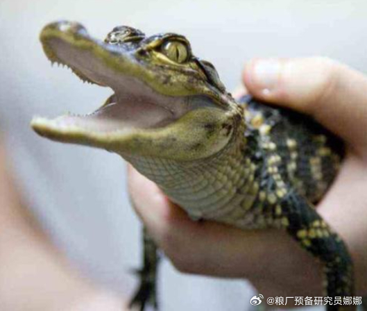 查了一下，鳄鱼确实不能当做宠物养一个是无证不合法一个是养不熟鳄鱼是冷血动物，不会