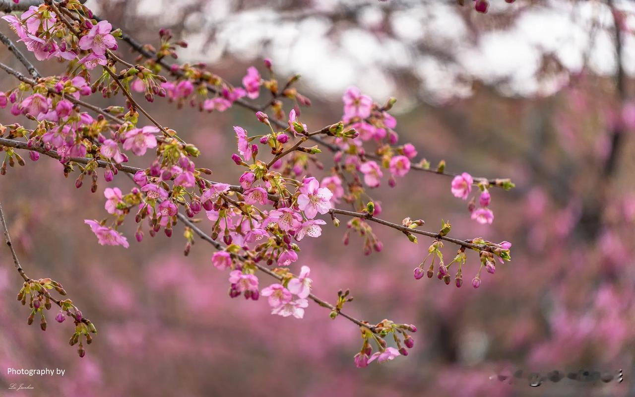 早春时节去无锡太湖鼋头渚赏樱，那粉红色的樱花怒放，十分治愈。鼋头渚的早樱品种多数