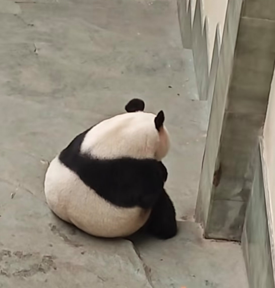 华丽丽: 不想上班！🐼 