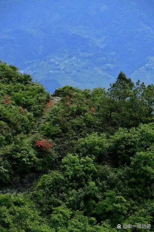 昭平大脑山林场原始森林静谧清幽小众徒步路线，是桂东地区一处鲜为人知的生态秘境，以