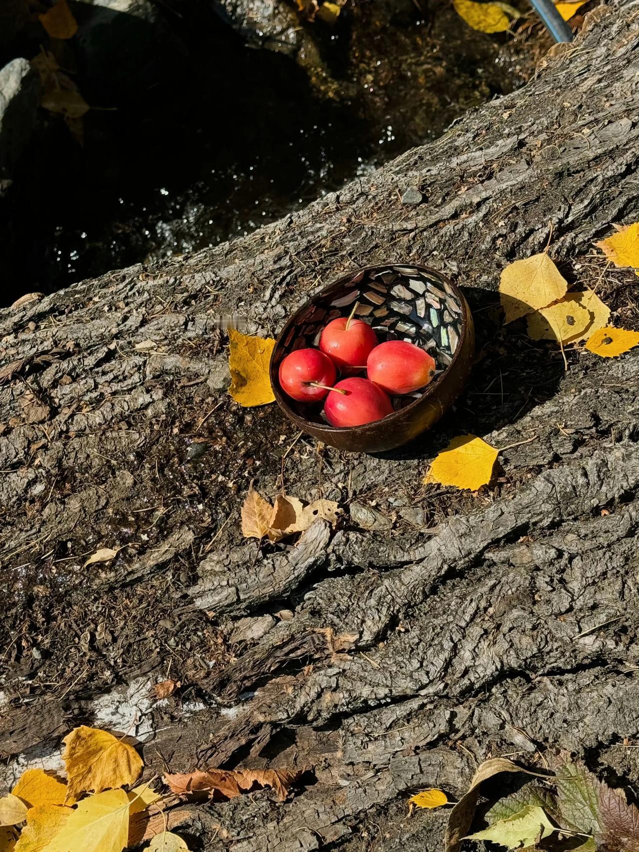 在禾木捡秋天🪹🍂